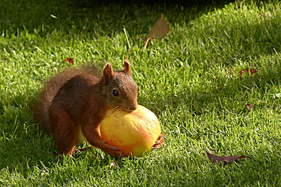 brown squirrel holding yellow fruit, Animal, Rodent, sciurus major HD wallpaper