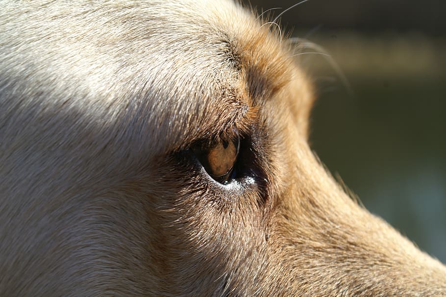 dog, eye, close, labrador, one animal, mammal, animal themes HD wallpaper