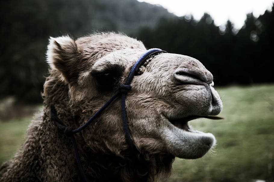 white llama, brown camel photo, animal, head, ruminant, mammal HD wallpaper