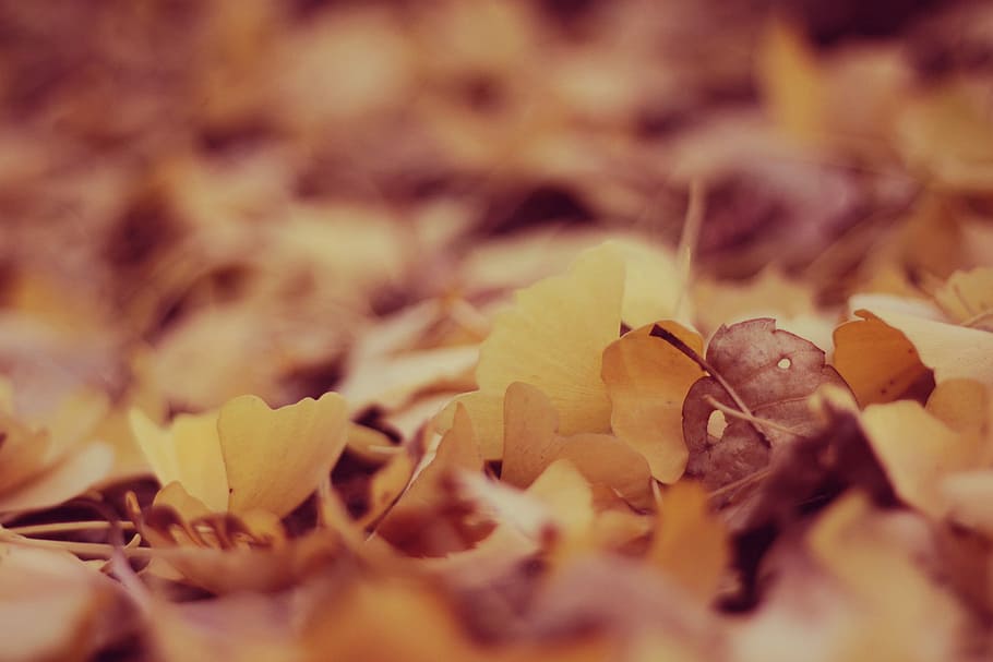 shallow depth of field photo of yellow and brown leaves, leaf HD wallpaper