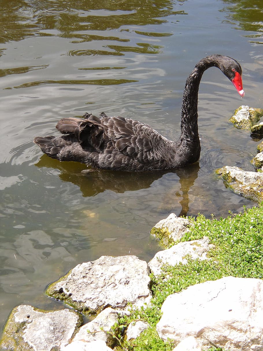 Swan, Bird, Pond, Wing, Feather, wildlife, flight, elegance