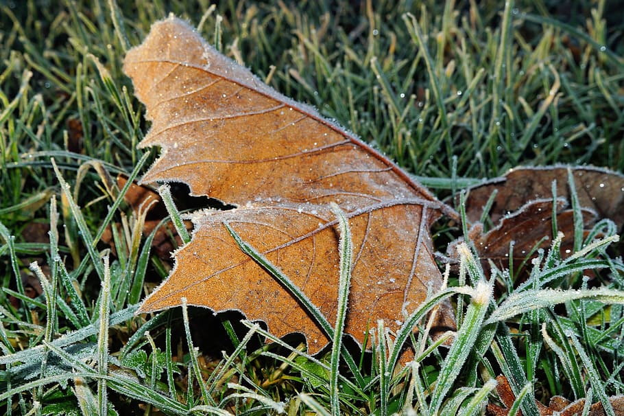 Leaves, Leaf, Macro, Ground, Iced, winter, brown, cold, rusty HD wallpaper
