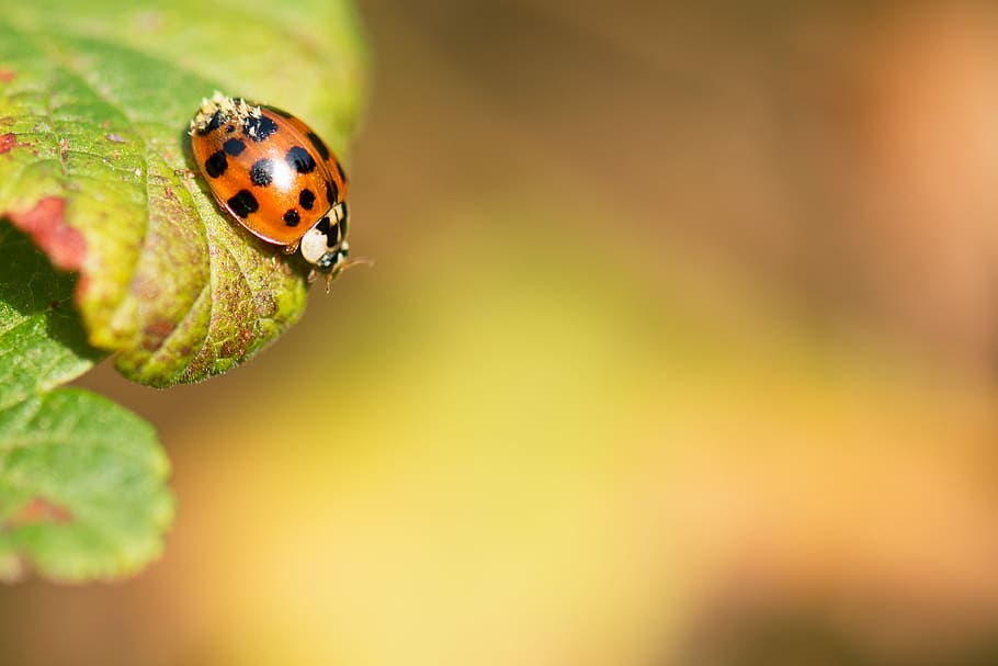 selective photography of Lady bug on leaf, shallow focus photography of brown and black bug on a leaf HD wallpaper