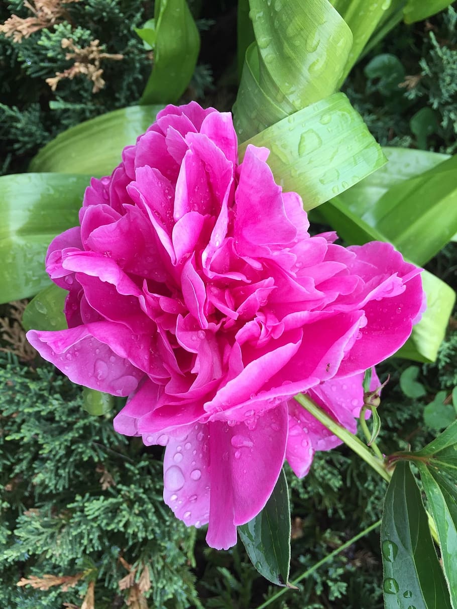 peony, flower, pink, spring, pink flower, bloom, springtime HD wallpaper