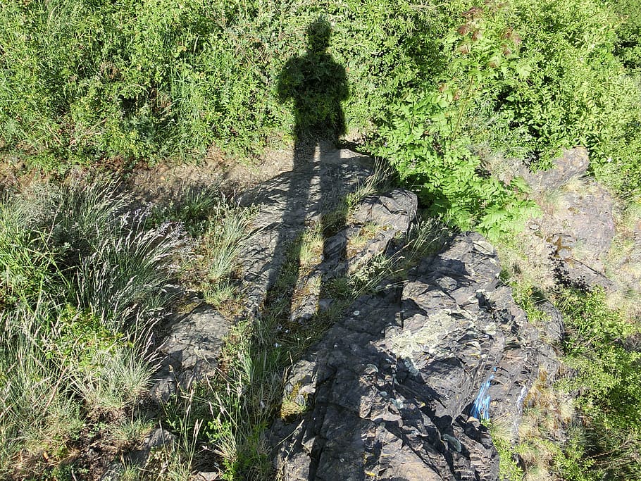 shadow, human, light, outdoor, plant, tree, nature, green color HD wallpaper