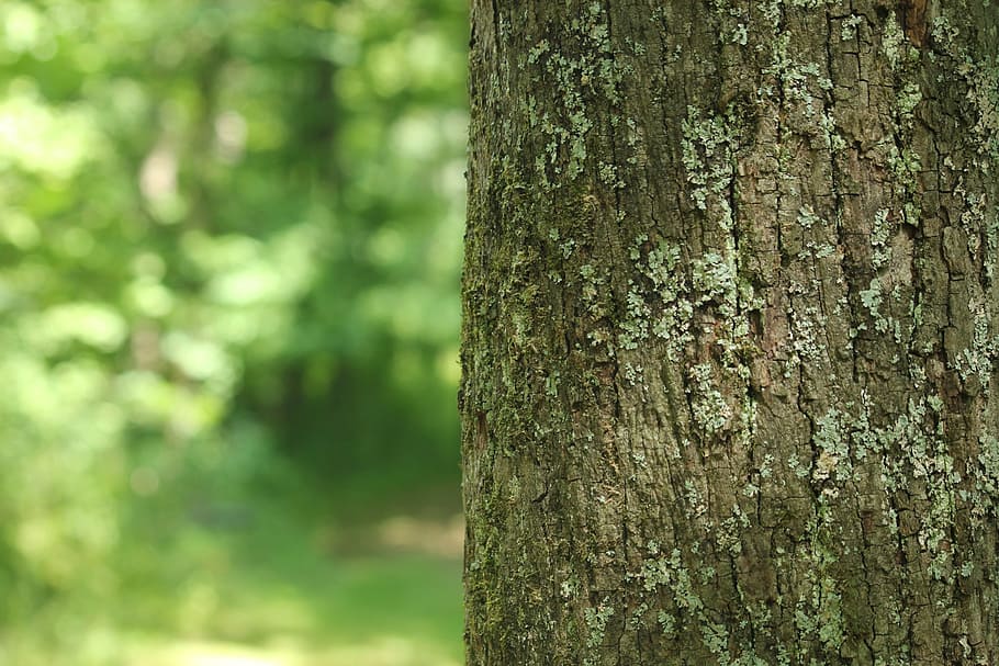 tree, forest, background, scenery, natural, nature, green, forest trees HD wallpaper