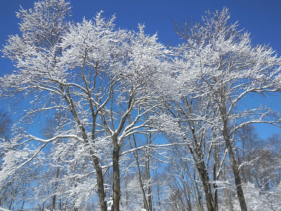 snow, tree, winter, sky, branch, january, nature, frost, cold - Temperature HD wallpaper