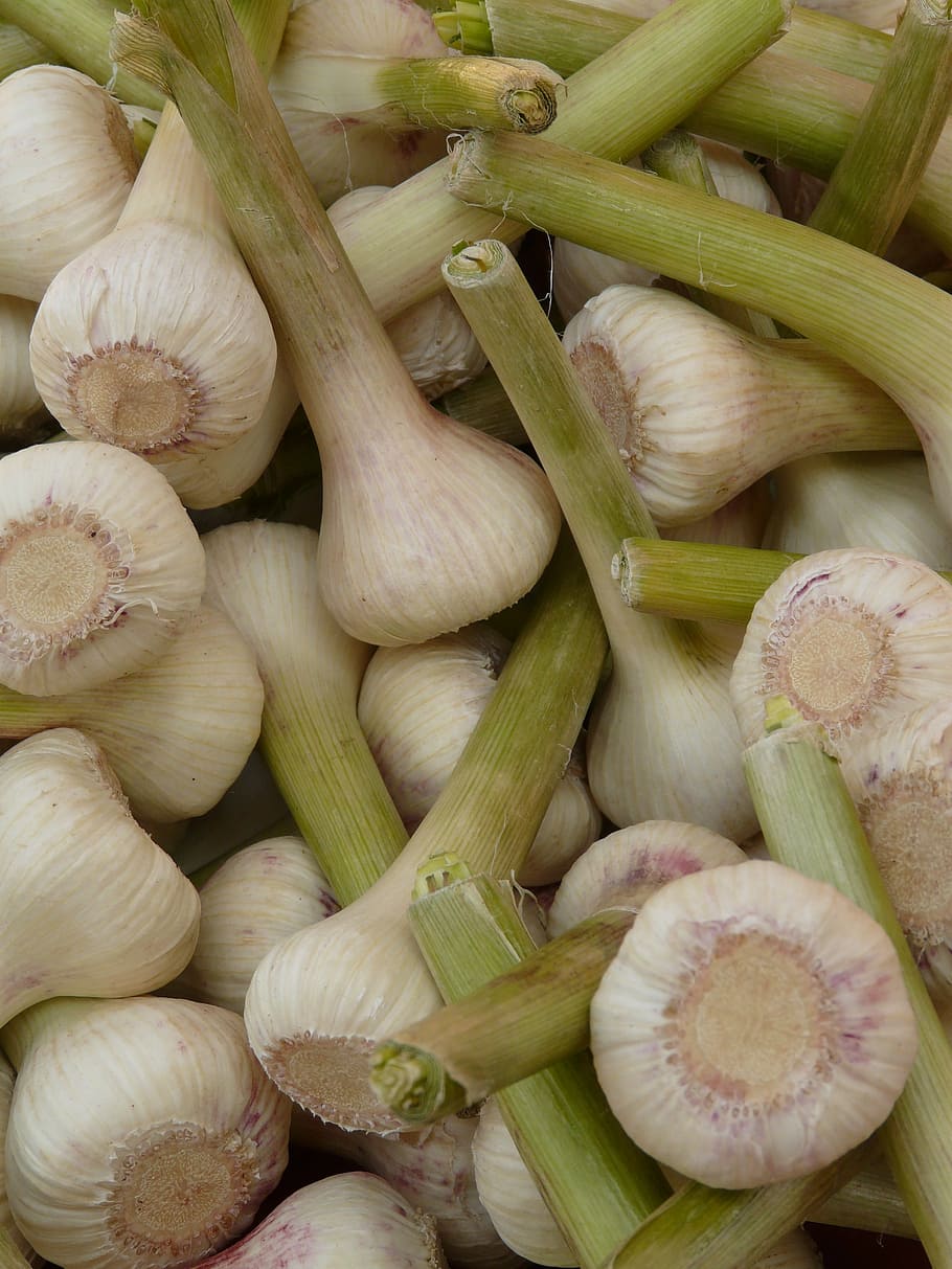 garlic, sharp, aromatic, tuber, substantial, smell, medicinal plant HD wallpaper
