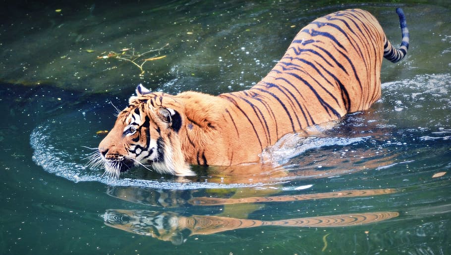 tiger on body of water during daytime, animal, cat, beast, mammal