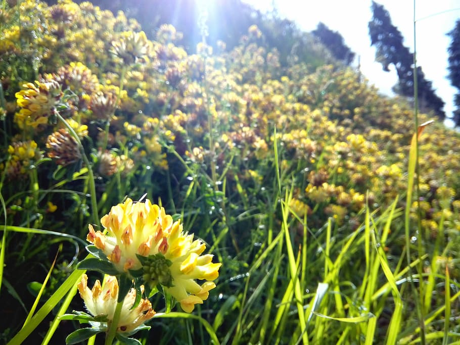 Flower, Plant, green, nature, yellow, growth, no people, flowering plant HD wallpaper