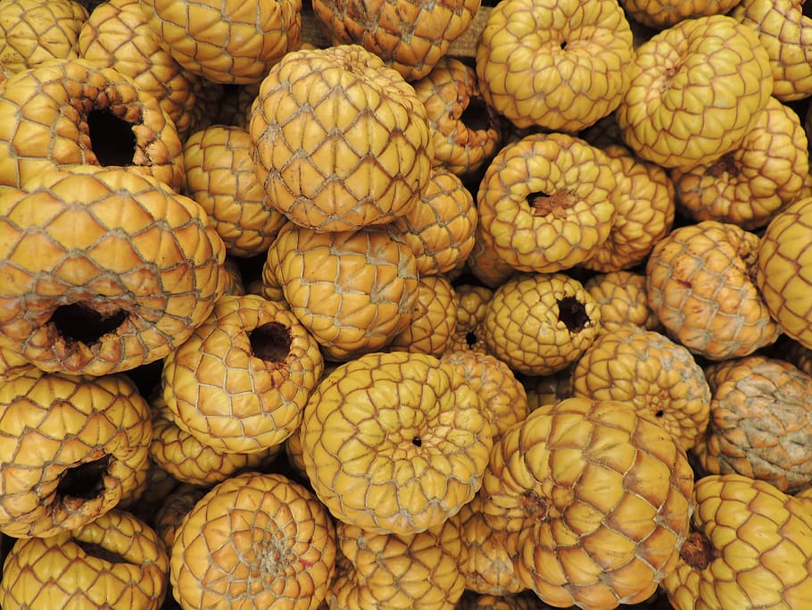 Scale, Nut, Seeds, Decoration, Dry, nature, food, freshness HD wallpaper