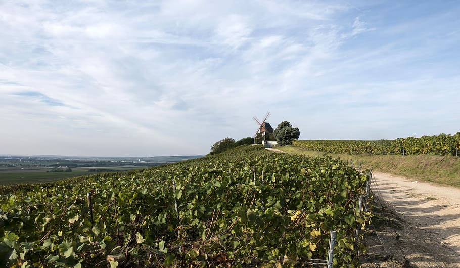 Le vigne dello champagne, green leafed plant under blue and white cloudy sky HD wallpaper