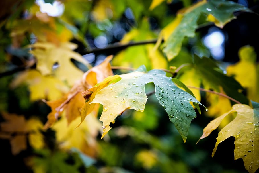 leaf, autumn, fall, plant, blur, wet, plant part, growth, drop HD wallpaper