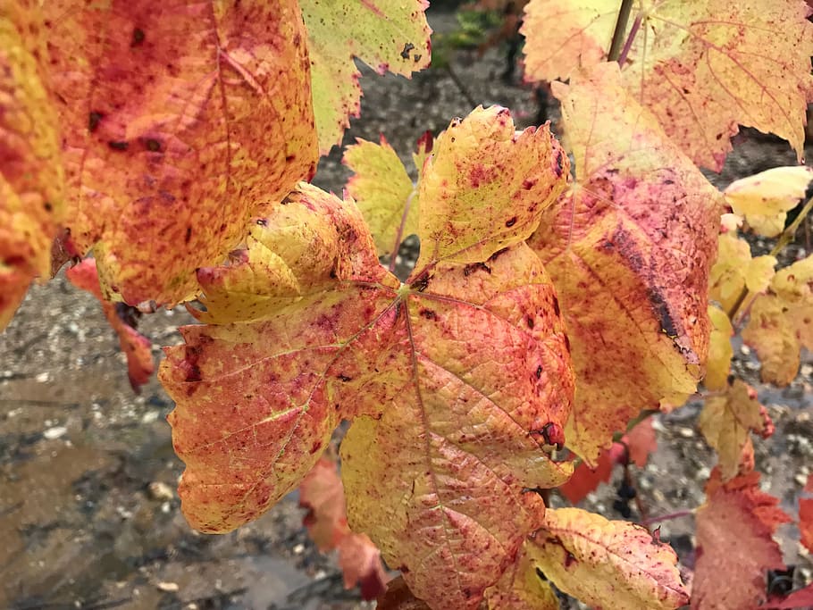 winegrowing, landscape, vine, autumn, wine leaf, plant part HD wallpaper