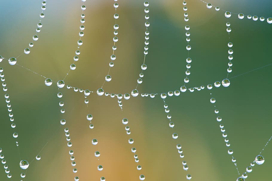 cobweb, network, dewdrop, drip, morgentau, drop of water, beaded HD wallpaper