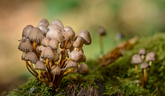 selective photography of brown mushrooms, forest, moss, macro HD wallpaper