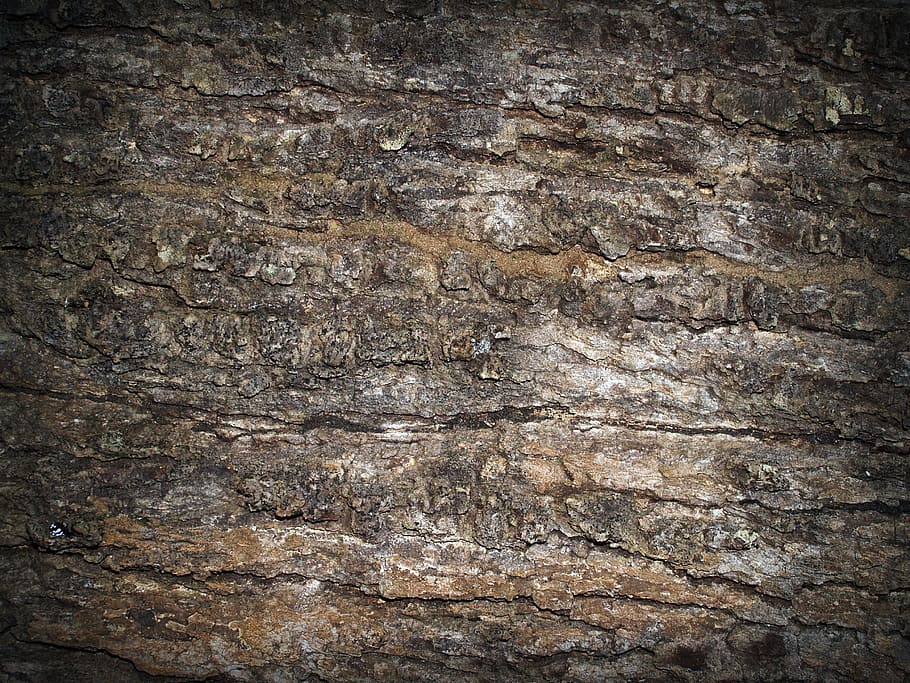 Bark, Tree, Wood, Pine, Background, abstract, skin, board, surface