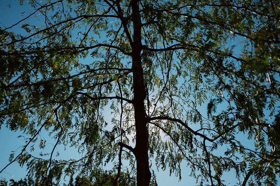 Tree against the blue sky, nature, forest, outdoors, branch, leaf HD wallpaper