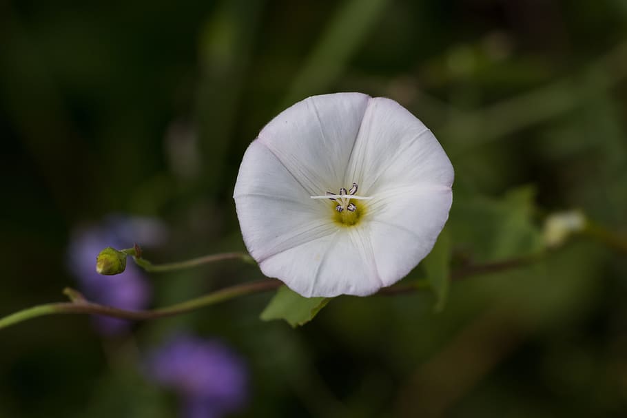 bindweed, flower, plant, flora, closeup, white, freshness, close-up HD wallpaper