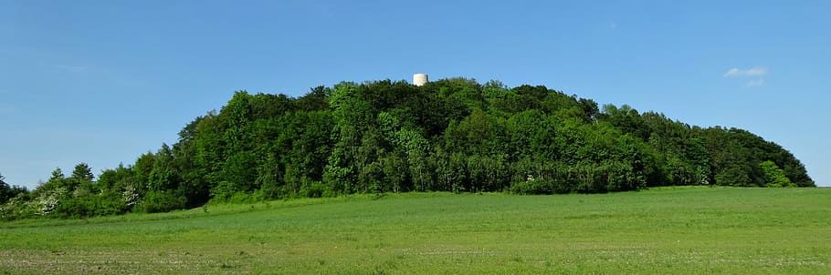 Tree, Spring, Nature, Landscape, green, poland, field, growth HD wallpaper
