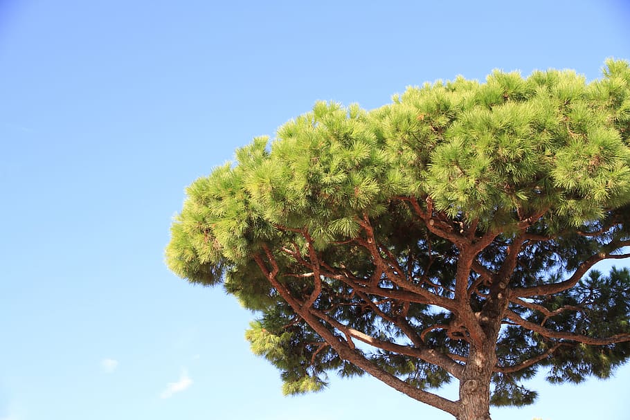 green and brown tree during daytime, pine, umbrella pine, plant HD wallpaper