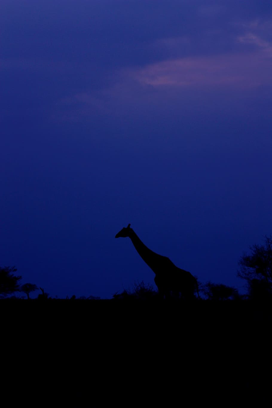 giraffe, sky, sunset, animal, family, wild, mammal, safari HD wallpaper