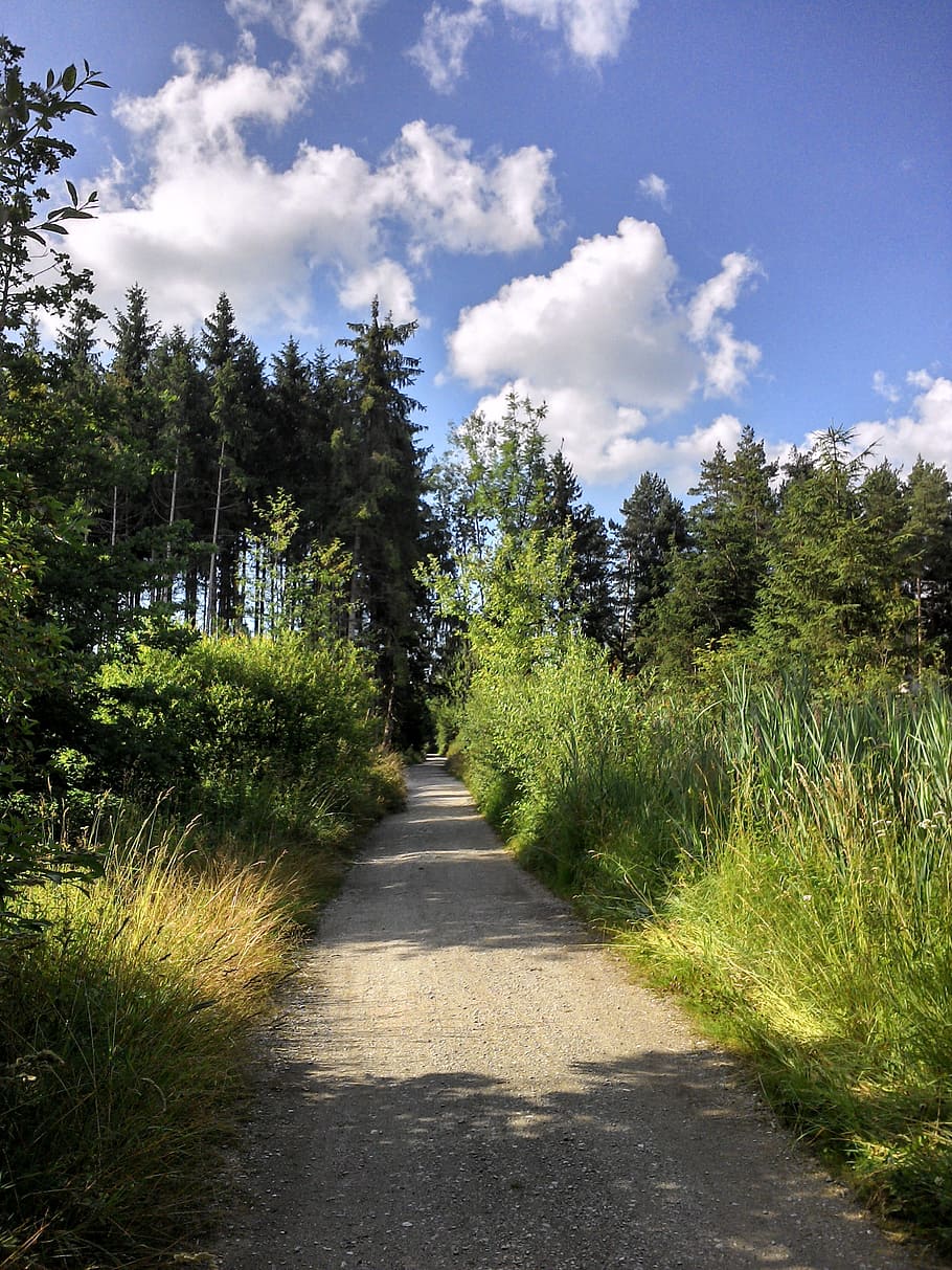Away, Clouds, Nature, Trail, Idyll, sky, tree, footpath, forest HD wallpaper