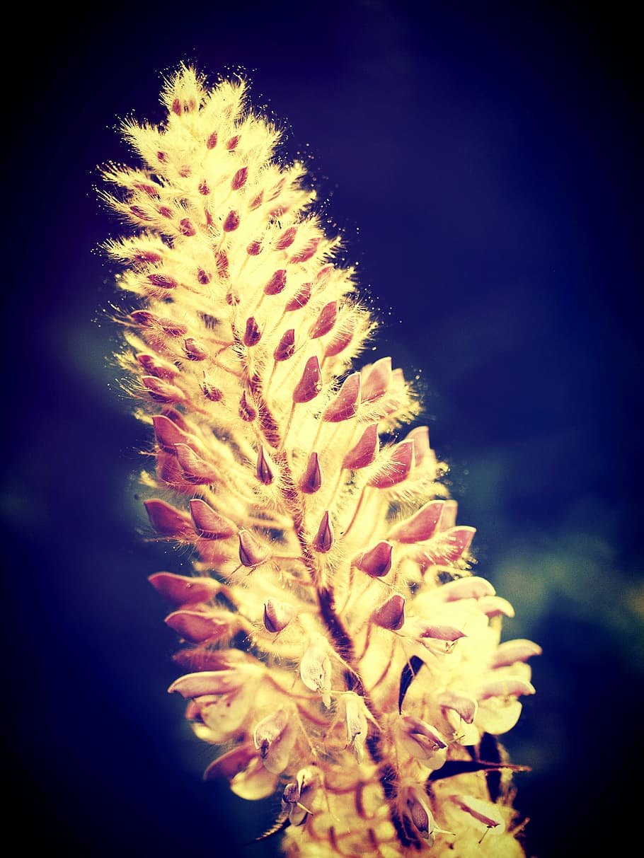 field, filter, flora, flower, foliage, garden, images, landscape HD wallpaper