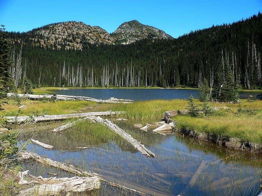 Washington, Mountains, Forest, Trees, landscape, scenic, river HD wallpaper
