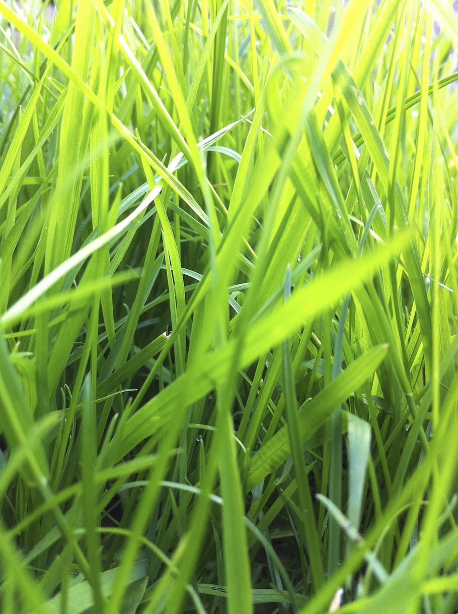 green, grass, landscape, green color, plant, full frame, growth HD wallpaper
