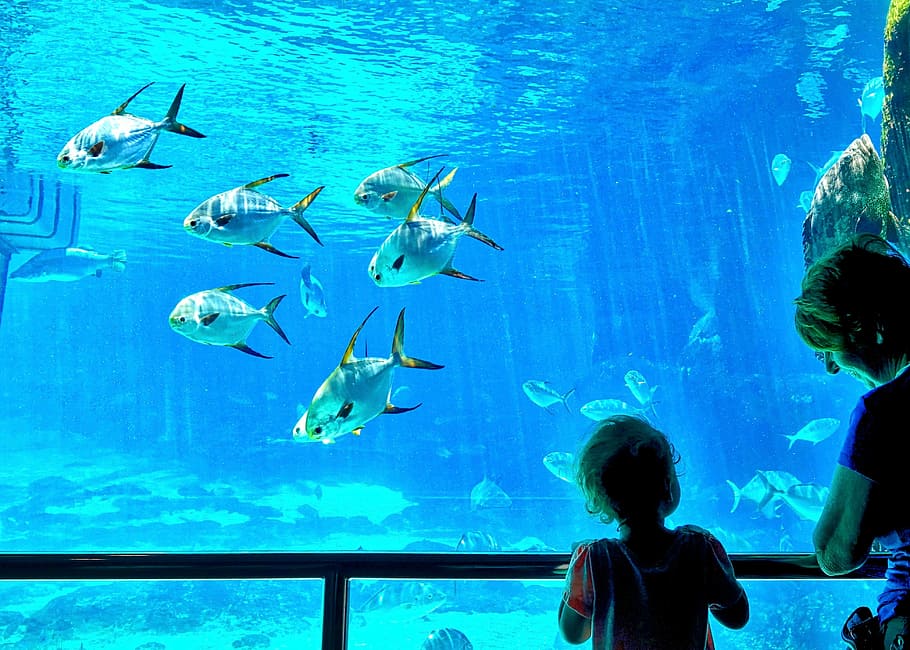 school fish in aquarium near children and woman, Fish, Tanks HD wallpaper