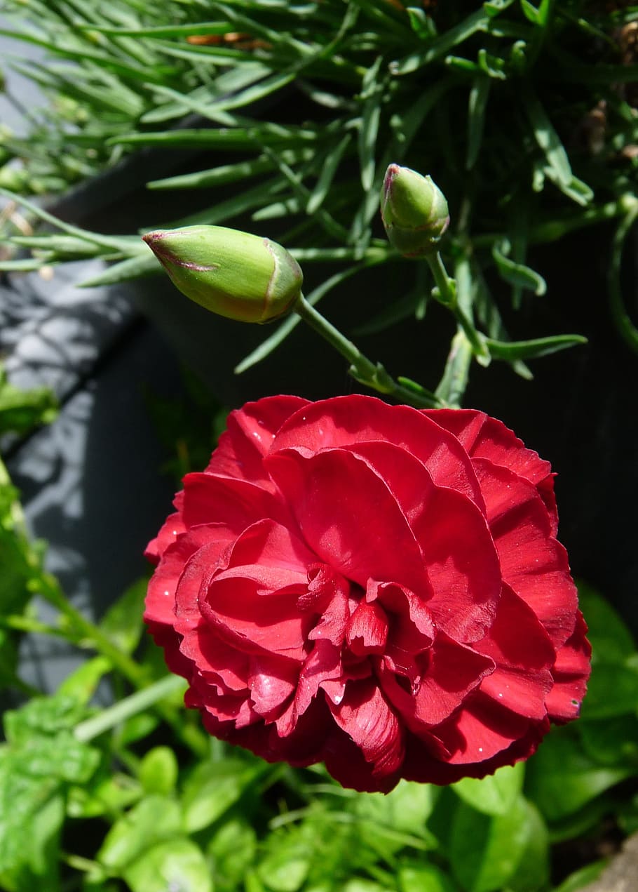 carnation, red, flower, plant, beauty in nature, growth, flowering plant HD wallpaper