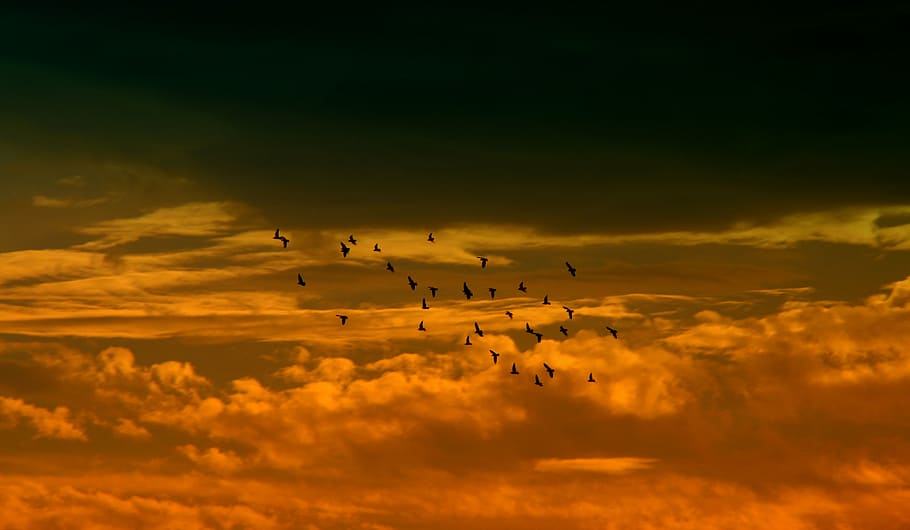 sunset, sky, cloud, birds, red, flying, nature, cloud - sky HD wallpaper