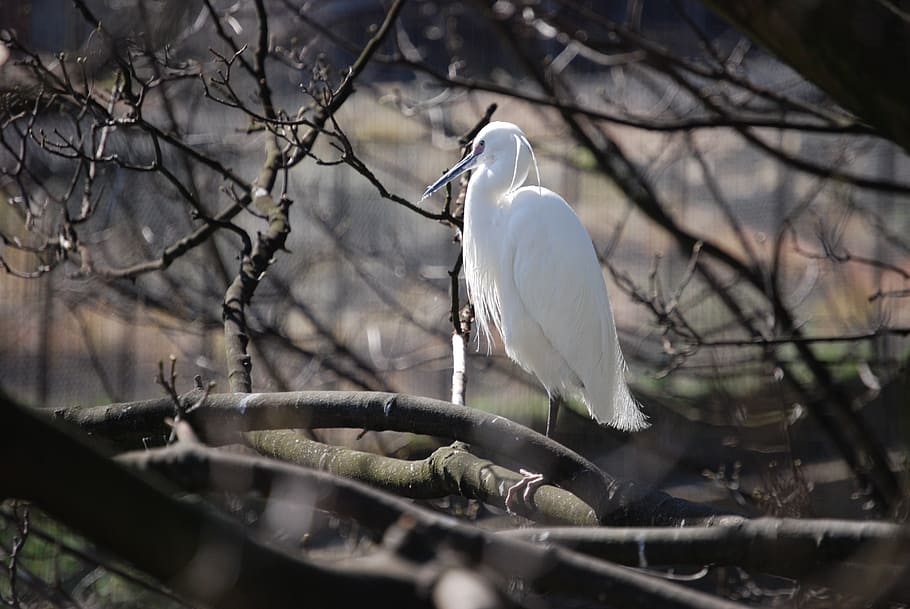 egret, perch, outside, white, bird, fly, wings, feather, wildlife HD wallpaper