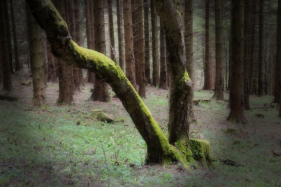 forest, green, trees, nature, old tree, moss, plant, trunk HD wallpaper