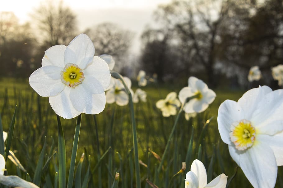 daffodil, flower, spring, nature, floral, spring flower, blossom HD wallpaper
