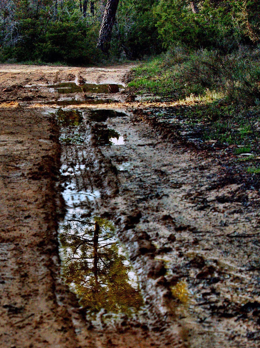 reflection, path, mud, nature, track, forest track, water, puddle HD wallpaper