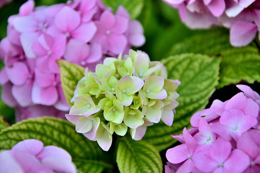 nature, flower, flora, leaf, garden, flowering plant, beauty in nature HD wallpaper