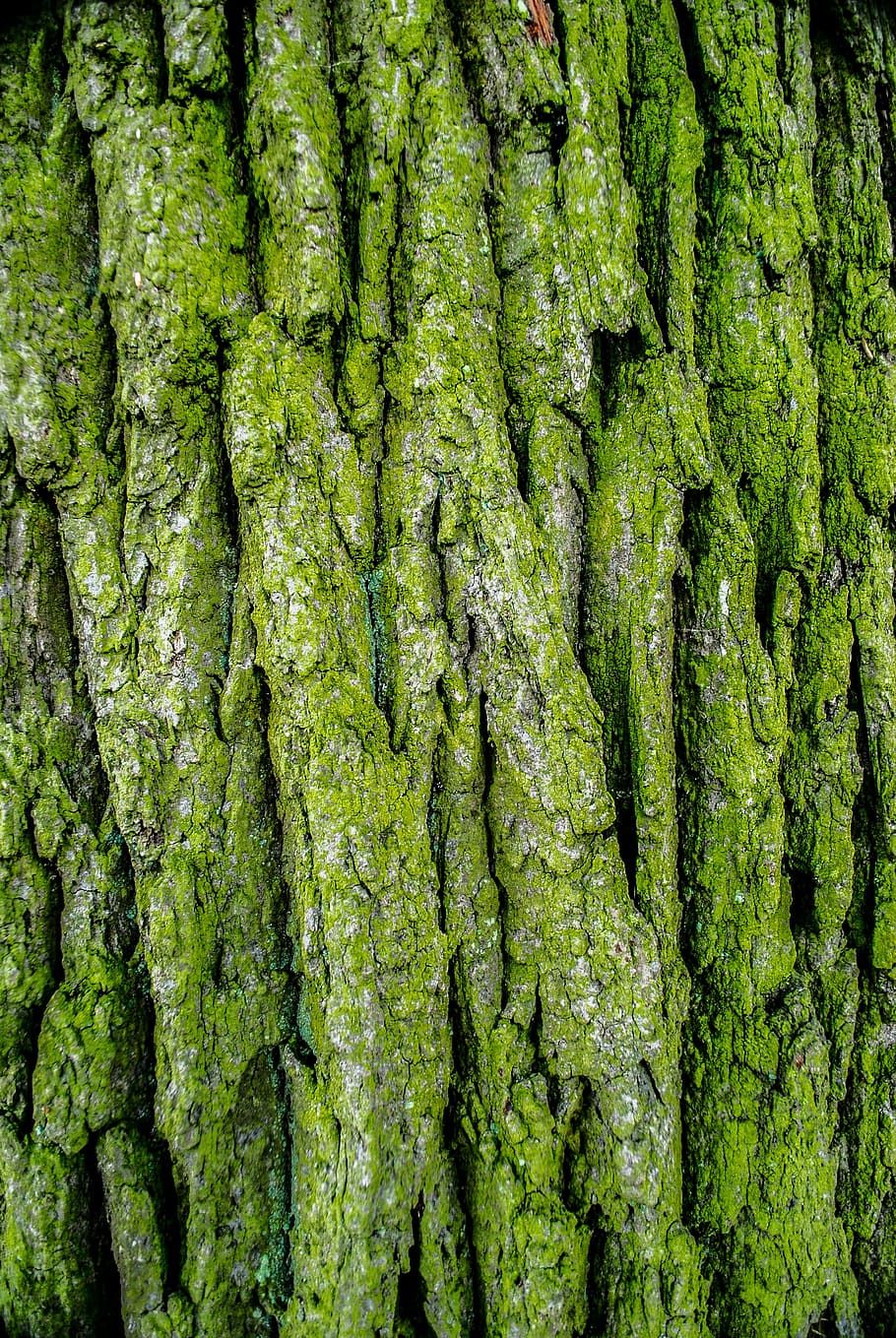 the bark, tree, moss, green, forests, green color, full frame HD wallpaper