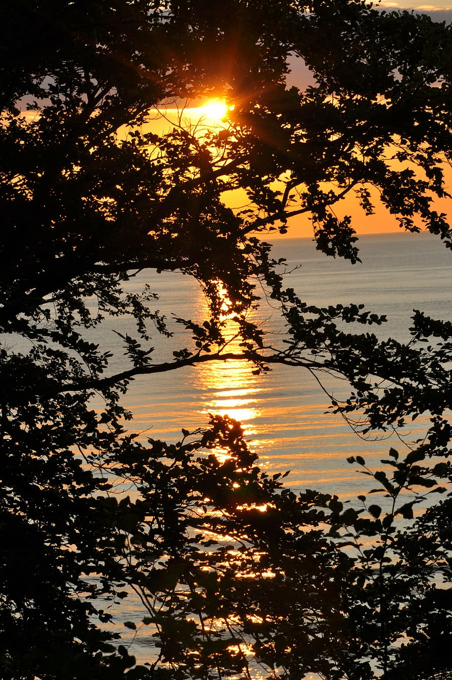 sunset, sea, branches, evening, summer, sky, tree, beauty in nature HD wallpaper