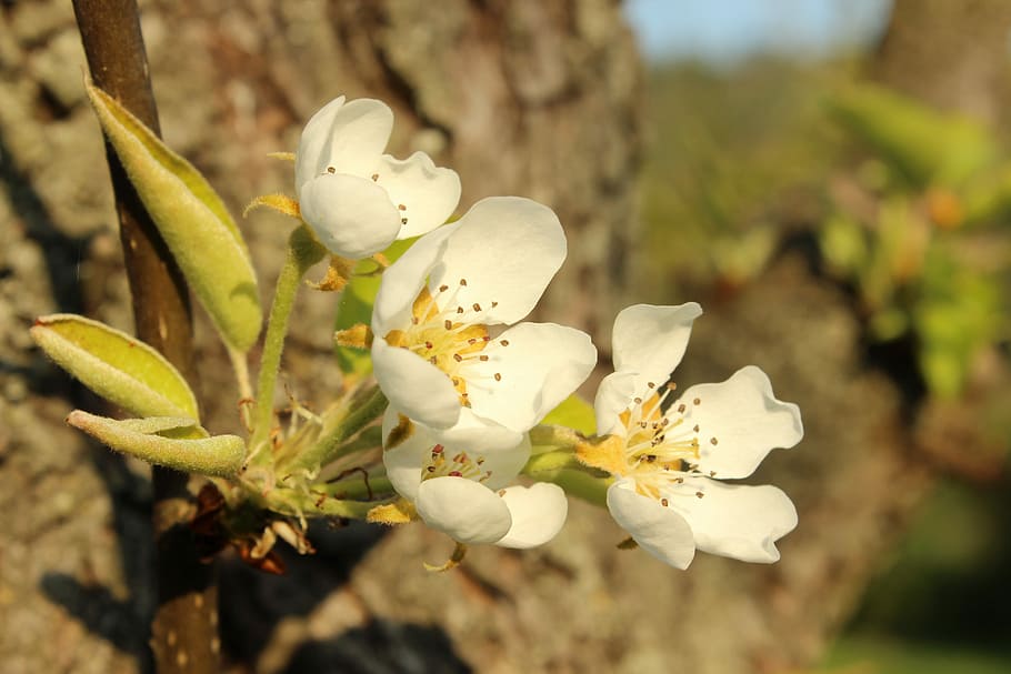Spring, Bloom, Nature, Macro, Flowers, bark, white, green, yellow HD wallpaper