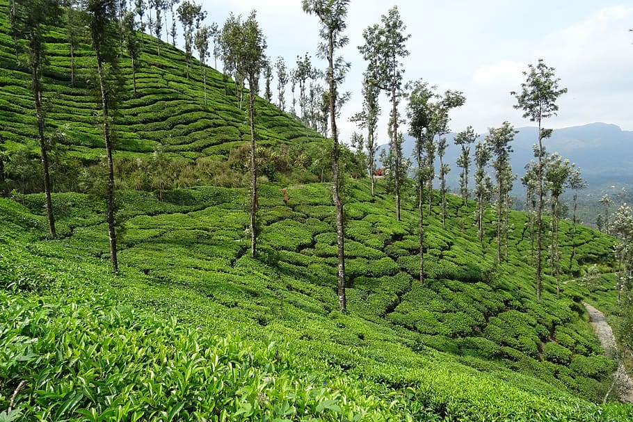 Tea Garden, Tea, Plant, Plantation, estate, kelagur, chikmagalur, HD wallpaper