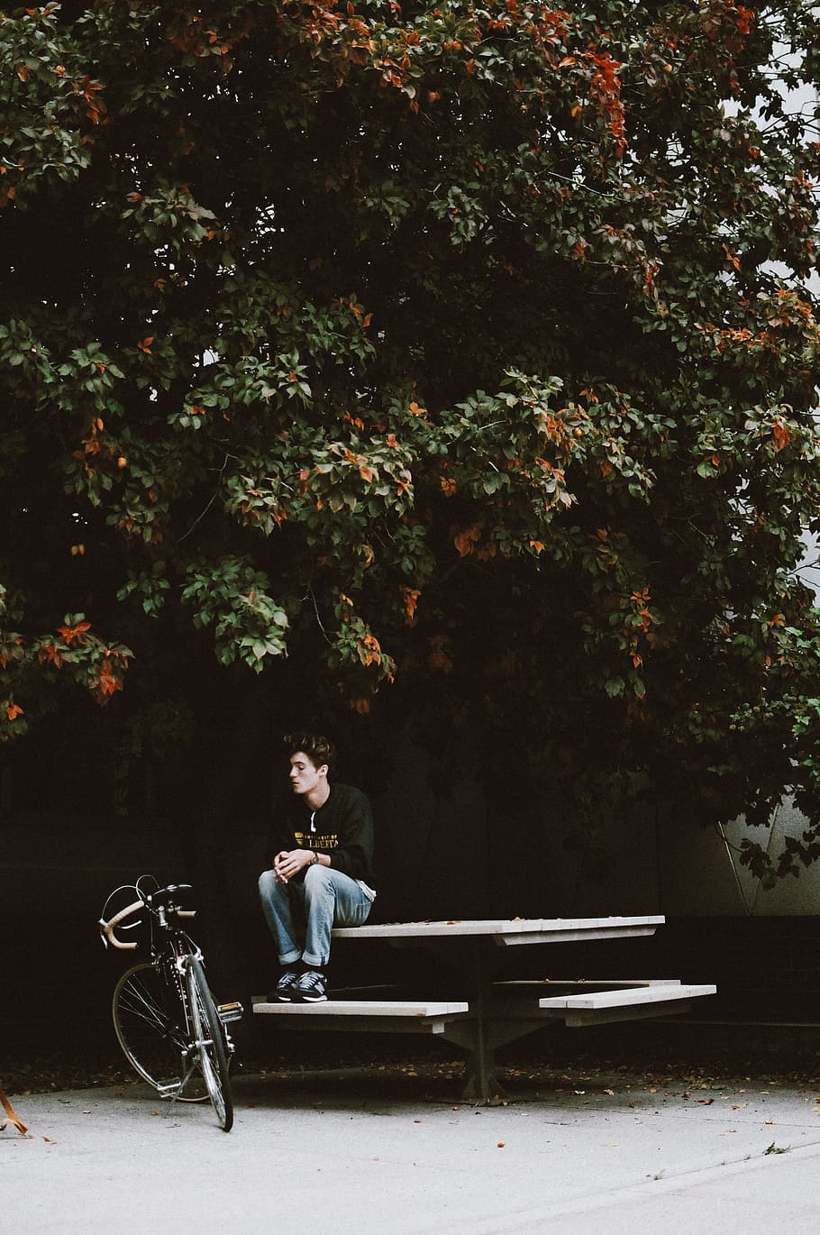 tree, plant, outside, table, bench, bike, bicycle, people, guy HD wallpaper