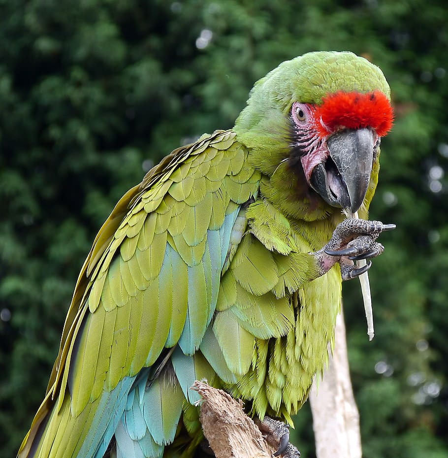 macaw, parrot, bird, fly, wings, feather, wildlife, beak, dom HD wallpaper