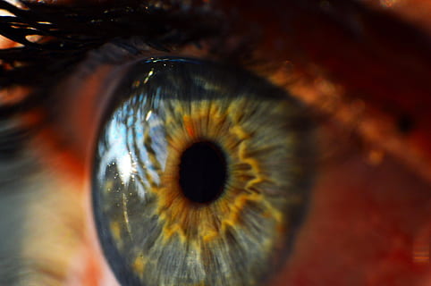 macro photography of person's eye, human eye, iris, view, cornea HD wallpaper