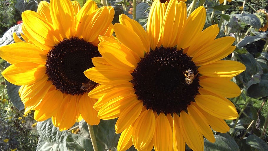 Sunflower, Spring, Plants, summer, petals, park, flora, flowers HD wallpaper
