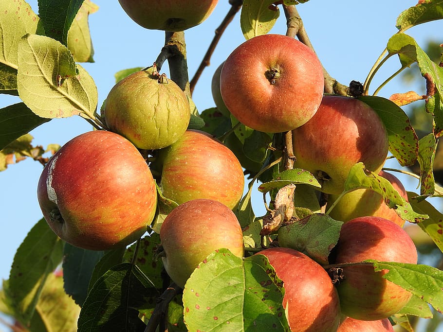 apple, apple tree, fruit, healthy eating, food and drink, leaf HD wallpaper
