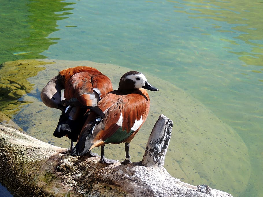 Duck, Water, Bird, Tree, Nature, Pond, water bird, animal themes HD wallpaper