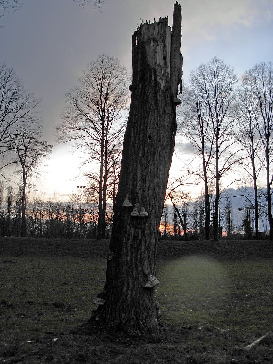 Dying nature. Первая трава и голые деревья. Голые деревья на даче.