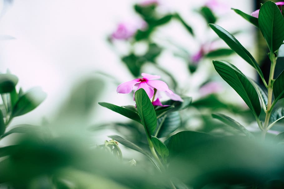 More struggle, more achievement., shallow focus photography of purple flower plant, HD wallpaper